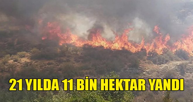 LEKAD: Mersinlik yangınında yanan alanlar için bir yıl beklenmeli