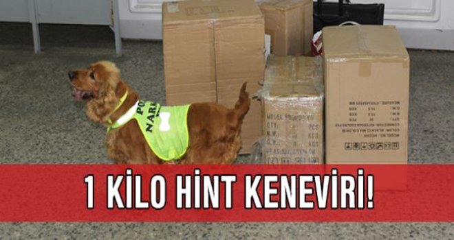 1 KİLO HİNTKENEVİRİ TARÇINA TAKILDI