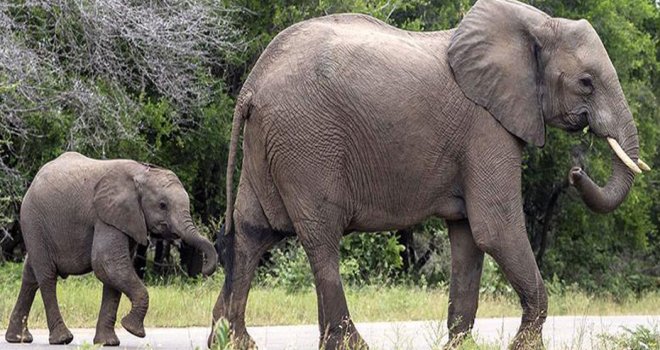 111 bin Afrika fili dişleri için katledildi