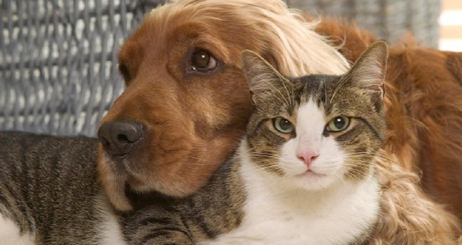 159 kedi besleyen Fransız çiftin evcil hayvan beslemesi yasaklandı