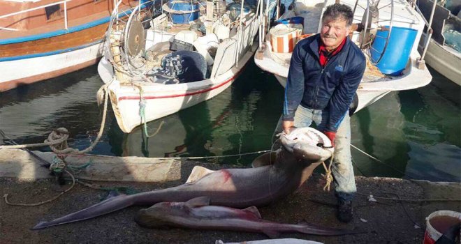 2 köpek balığı İskele açıklarında ağlara takıldı