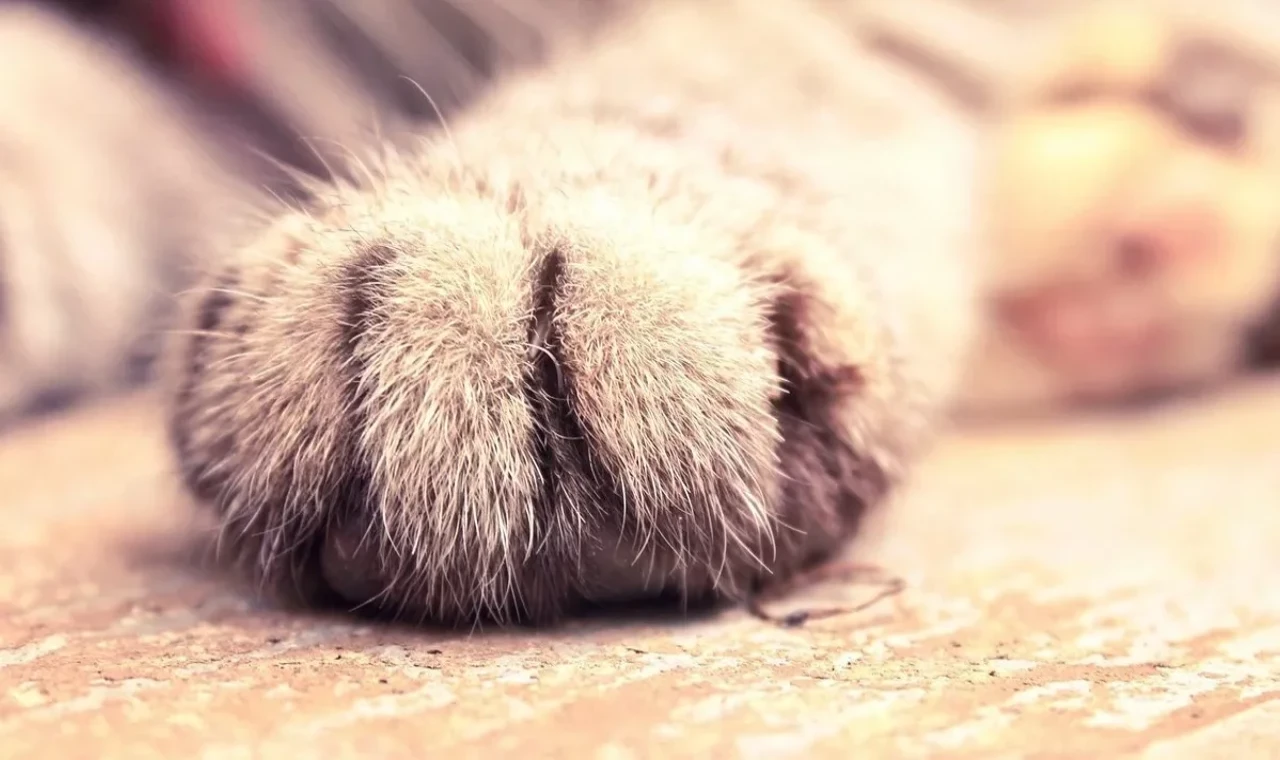 Alayköy'de zehir uyarısı: Kediler hedef alınıyor!