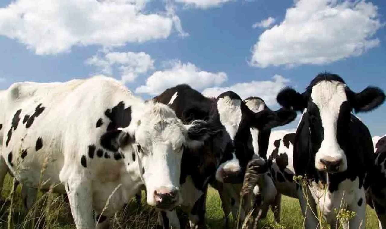 Rum Yönetimi’nde şap hastalığı yayılmaya devam ediyor