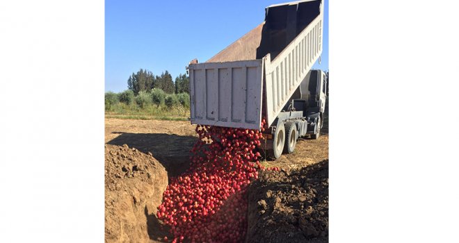 3500 kg nar imha edildi