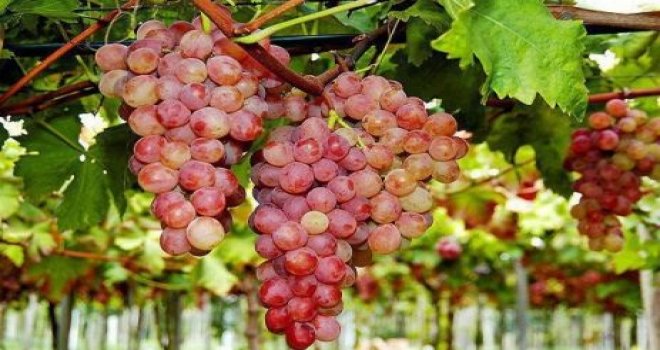 4. GELENEKSEL VERİGO FESTİVALİ BU HAFTA SONU