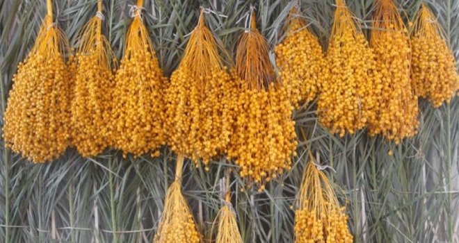 8’inci Hurma Festivali yarın Lefke gerçekleştiriliyor