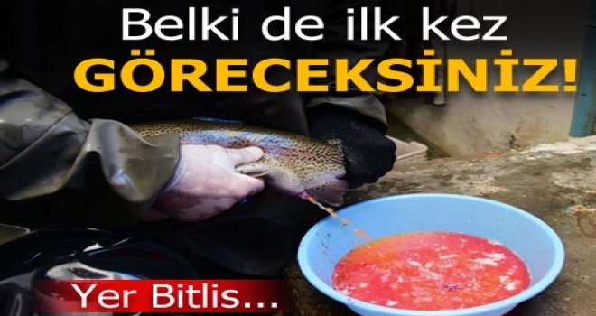 Alabalık sağımı böyle yapılıyor!