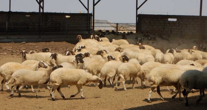 Ataben: Kesimler veteriner hekim kontrolü olan mezbahalarda yapılmalı