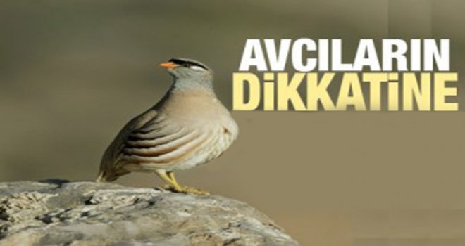 Avcıların Dikkatine !!!