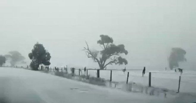 Avustralya'da kangurular kar üzerinde zıplarken görüntülendi