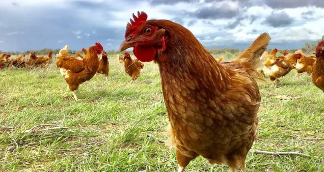 Avustralya'da kuş gribi alarmı: 500 binden fazla tavuk itlaf edilecek