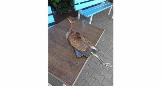 Aydınköy’de avcılar dehşet saçtı