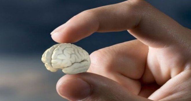 Bilim insanları kalpte “Mini Beyin” keşfetti