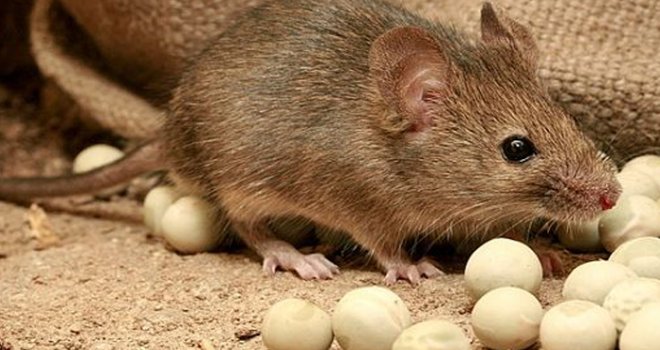 Bilim insanları yüzde 4’ü insan olan fare üretti