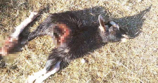 Boğaziçi’nde köpek terörü