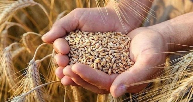 Buğday fiyatları, Rusya'nın Karadeniz anlaşmasını askıya almasıyla yüzde 5’ten fazla arttı
