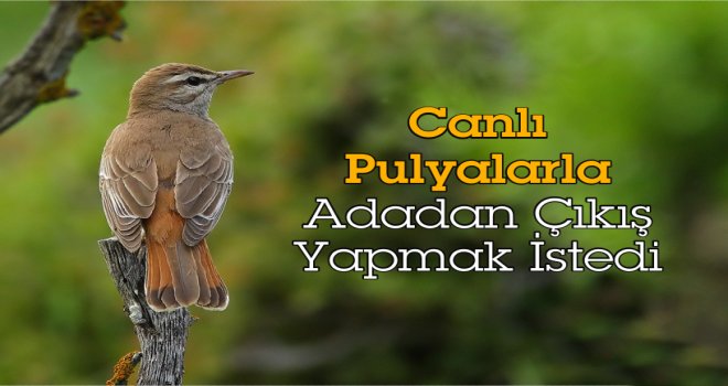 Canlı Pulyalarla Adadan Çıkış Yapmak İstedi