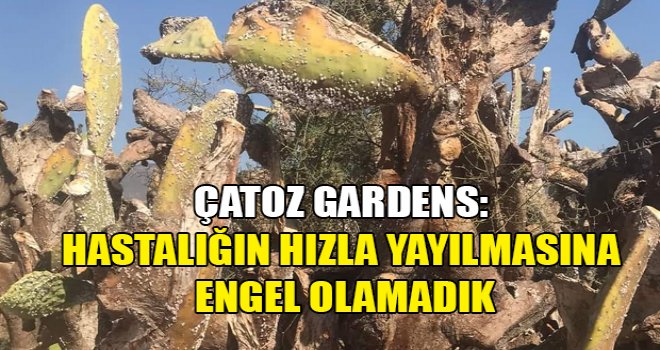 Çatoz Gardens: Babutsa ağaçlarımızın tamamına yakını yok oldu