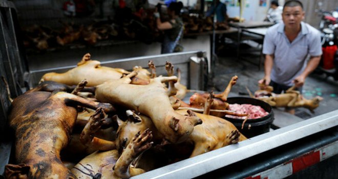 Çin'de Köpek Eti Festivali Tepkilere Rağmen Başladı