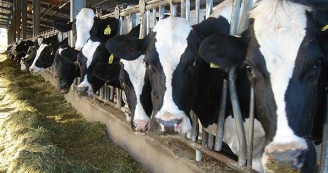 ÇÖMLEKÇİ ÇİFTLİĞİNDEKİ BÜYÜKBAŞ HAYVAN EKİPMANLARI AÇIK ARTIRMAYLA SATILACAK