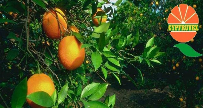 CYPFRUVEX STANDART DIŞI LİMON, GRAPEFRUIT, YAFA VE WASHINGTON ALACAK