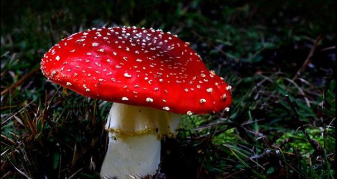 DANİMARKA'DA SİNEK MANTARI ZEHİRLENMESİ