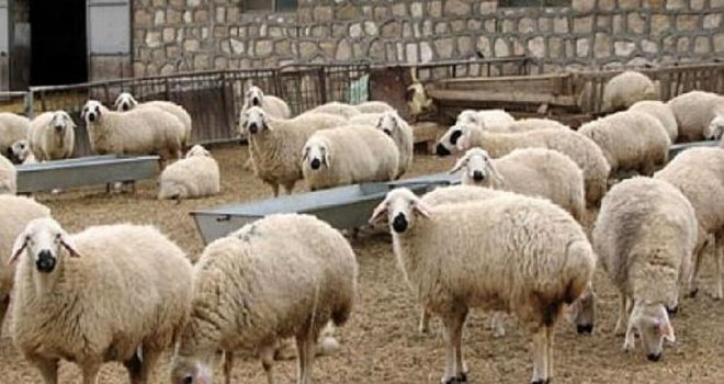 DEVLET ÜRETME ÇİFTLİKLERİ, KASAPLIK HAYVAN SATIŞI YAPACAK