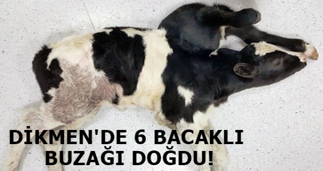 Dikmen'de 6 Bacaklı Buzağı Doğdu!