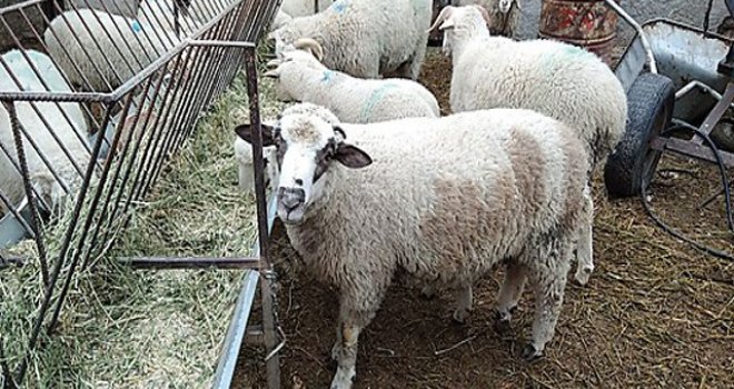DÜÇ, Kurbanlık Kuzu Satışı Yapacak