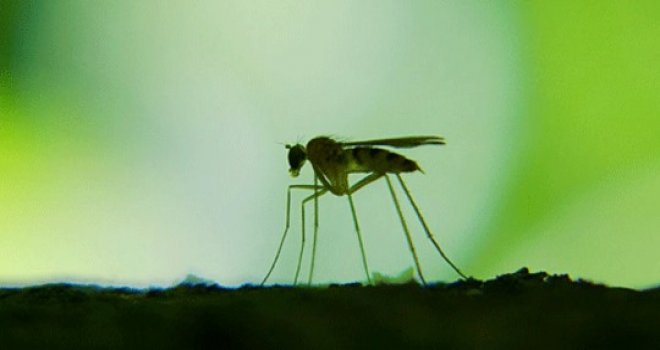 Dünya Sağlık Örgütü'nden Etiyopya için 'sarı humma salgını' uyarısı