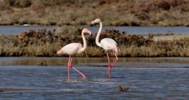 Flamingolar Kıbrıs'ta 