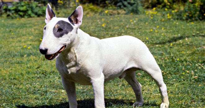 Girne’de bull terrier dehşeti!
