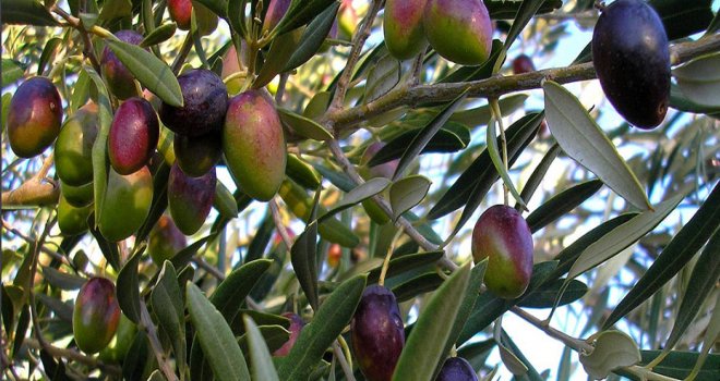 Girne’de gemlik zeytin ve yerli zeytin hasadının tarihleri açıklandı
