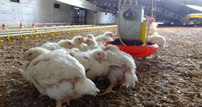 Güney'de kuş gribi için tedbir alındı