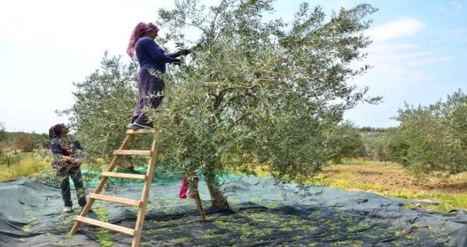 GÜZELYURT BÖLGESİNDE ZEYTİN HASADI BUGÜN, HARNUP 20 AĞUSTOS…