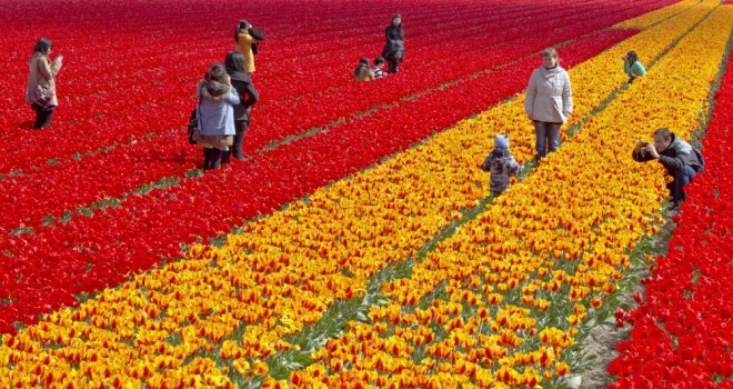 Hollanda, selfie meraklılarına karşı lale tarlalarını bariyerle koruyacak