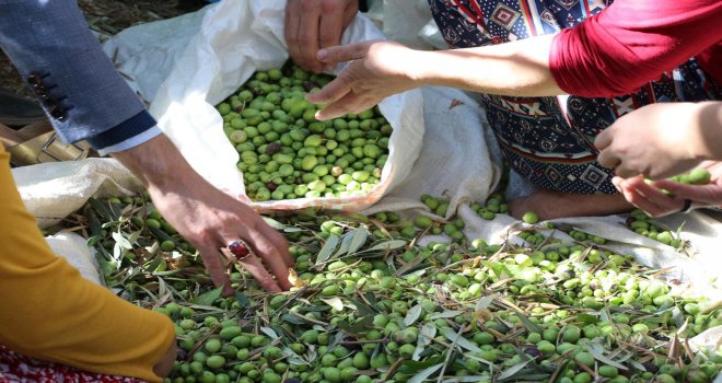 İSKELE İLÇESİNDE YERLİ ZEYTİN HASADI 25 EYLÜL’DE BAŞLAYACAK