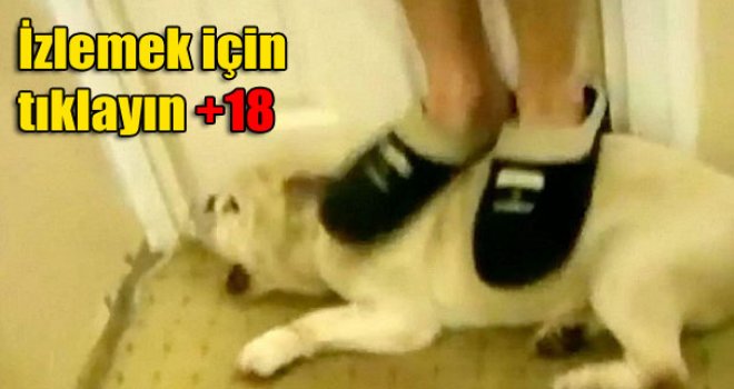 Kendi köpeklerine bunu yaptılar