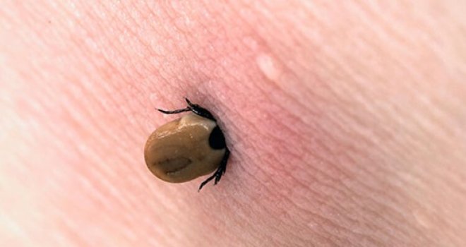 Keneler bu sene erken çıktı!