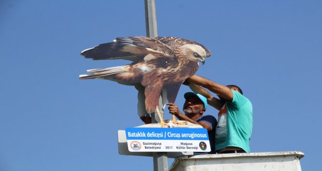 KIBRIS'A ÖZGÜ KUŞLARIN FOTOĞRAFLARI GAZİMAĞUSA'NIN ÇEŞİTLİ YERLERİNE ASILDI