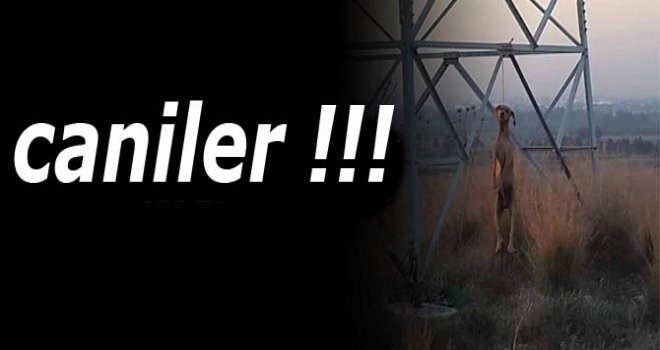 Köpeğe yapılan vicdansızlık...