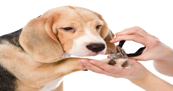 Köpeğini ihmal edenlere ağır cezalar geliyor