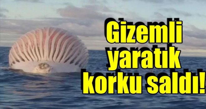 Korkutan gizemli yaratık...
