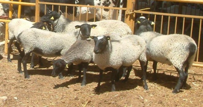 KOYUN HIRSIZLARI YAKALANDI