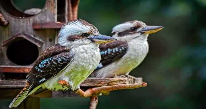 Küresel bir toplu yok oluş yaşanıyor: 50 yılda vahşi yaşam nüfusu yüzde 70 azaldı