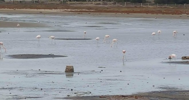 Mağusa’da flamingo zerafeti