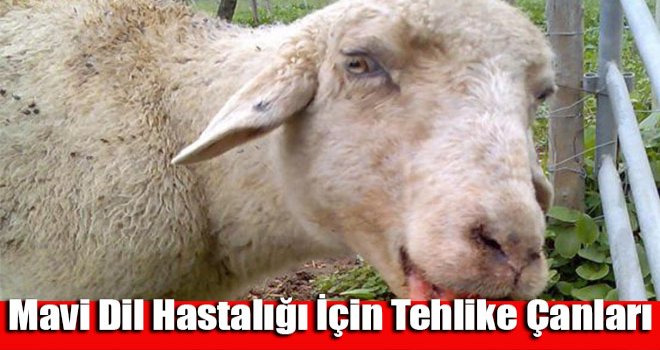 Mavi dil hastalığı için tehlike çanları