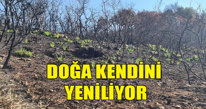 Mersinlik’te doğa kendini yeniliyor