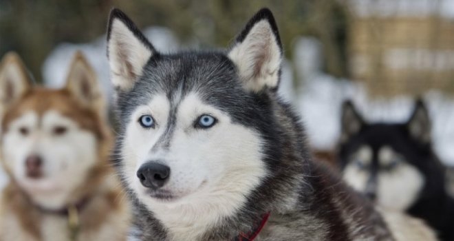 Mikrodalga fırını çalıştıran köpek yangın çıkardı