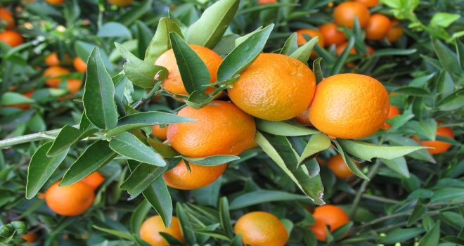 NARENCİYE ÜRETİCİLERİ BİRLİĞİ MANDORA  MANDALİNANIN TABAN FİYATINI ELEŞTİRDİ